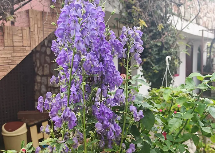 Tarra Studio14 מנגליה